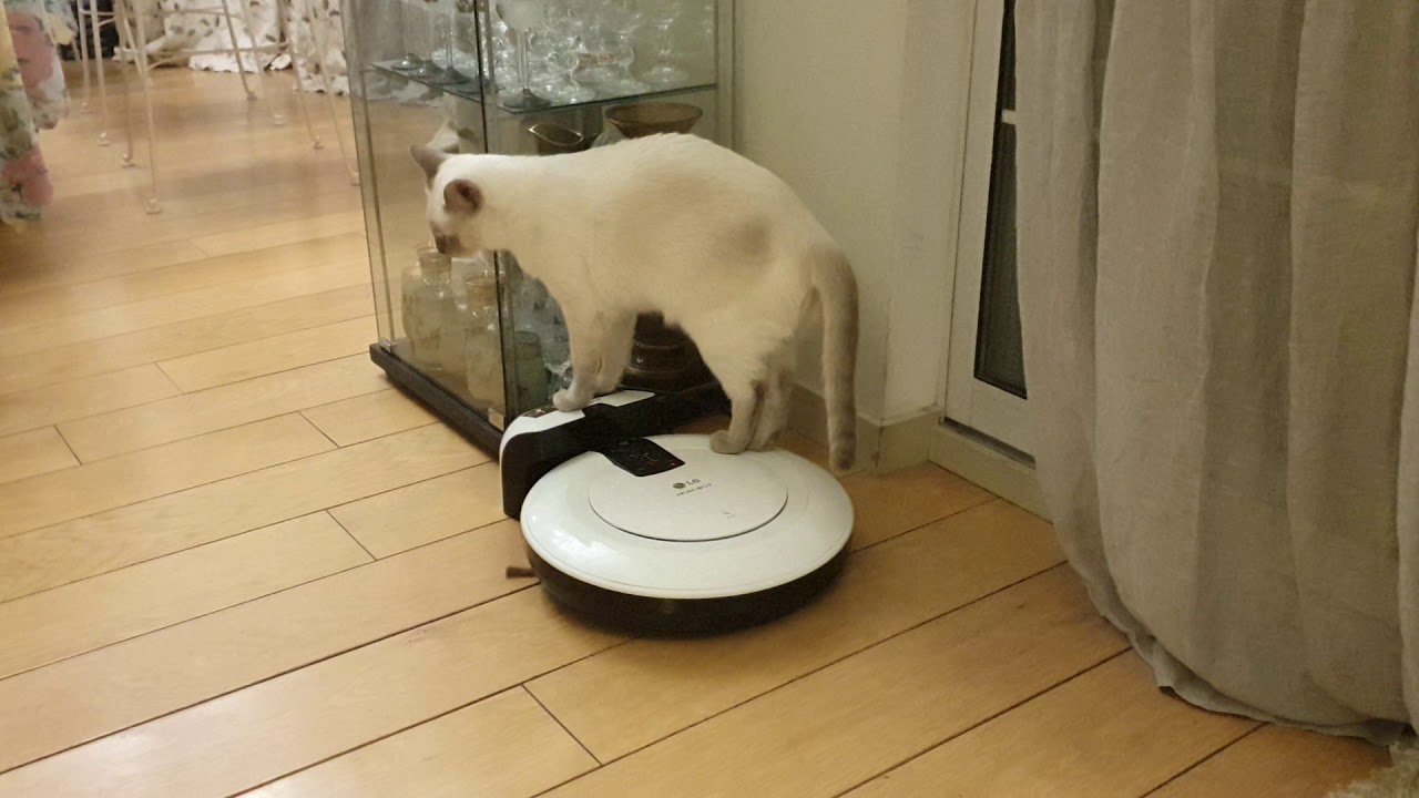 Котоблог дзен