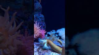 Living corals in Osaka Aquarium Kaiyukan | Part I #shorts