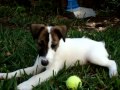 Smooth Fox Terrier, Puppy Jean playing in yard