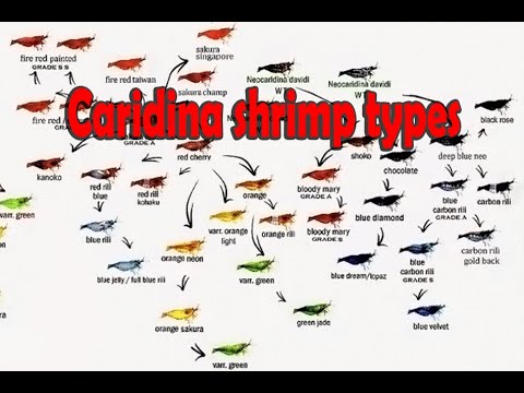 Caridina Shrimp Types - Shrimp Tank Setup - Caridina Shrimp Keeping ...