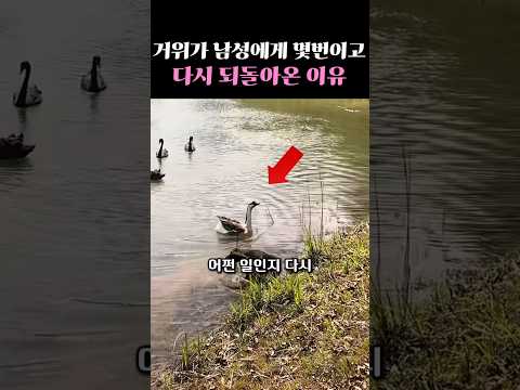 거위가 남성에게 몇번이고 다시 되돌아온 이유  #감동 #감동사연 thumbnail