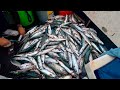 300 Mackerel 1 Bass &amp; Pollack in 2 Hours Fishing , Smoked Mackerel - Catch &amp; Cook