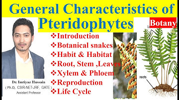 Pteridophytes General Characteristics  in Hindi with notes #bscbotany #1stsemester #pteridophytes