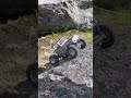 Subscribe! ❤️ #crawlers #rccars #offroad
