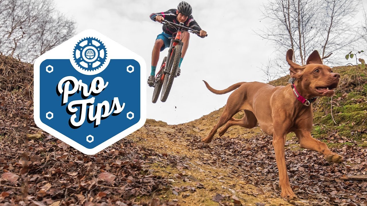 How To Train A Trail Dog - Featuring Tom & Ruby - YouTube