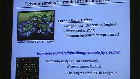 "Love and War: How the Fruit Fly Brain is Wired for Behavior"