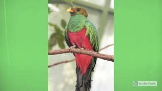 A Bird With A Golden Head | Golden-Headed Quetzals | Interesting Facts and Information