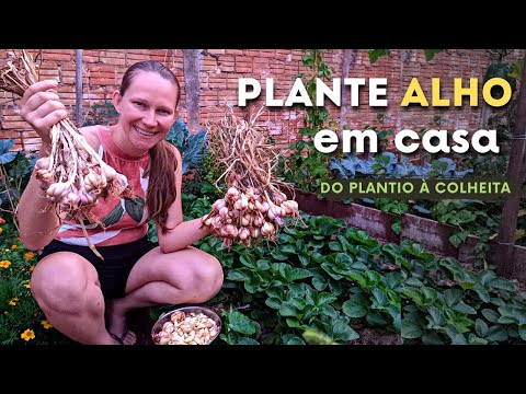 Vídeo: Variedades de plantas de alho - Aprenda sobre os tipos comuns de alho em jardins