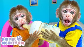 Monkey Rio want to be a good big brother for Lovely baby | Animal Monkey Rio