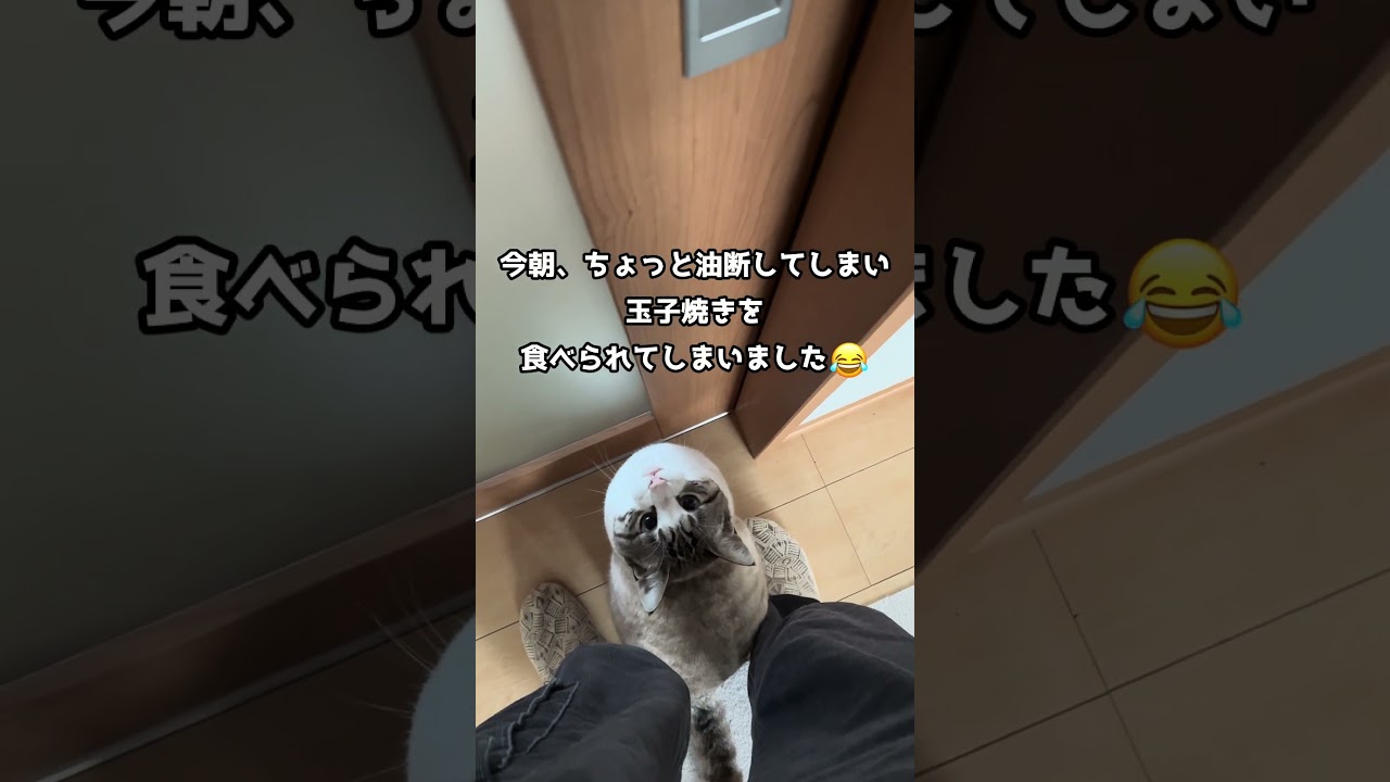 今日のゴン太🐾 - YouTube