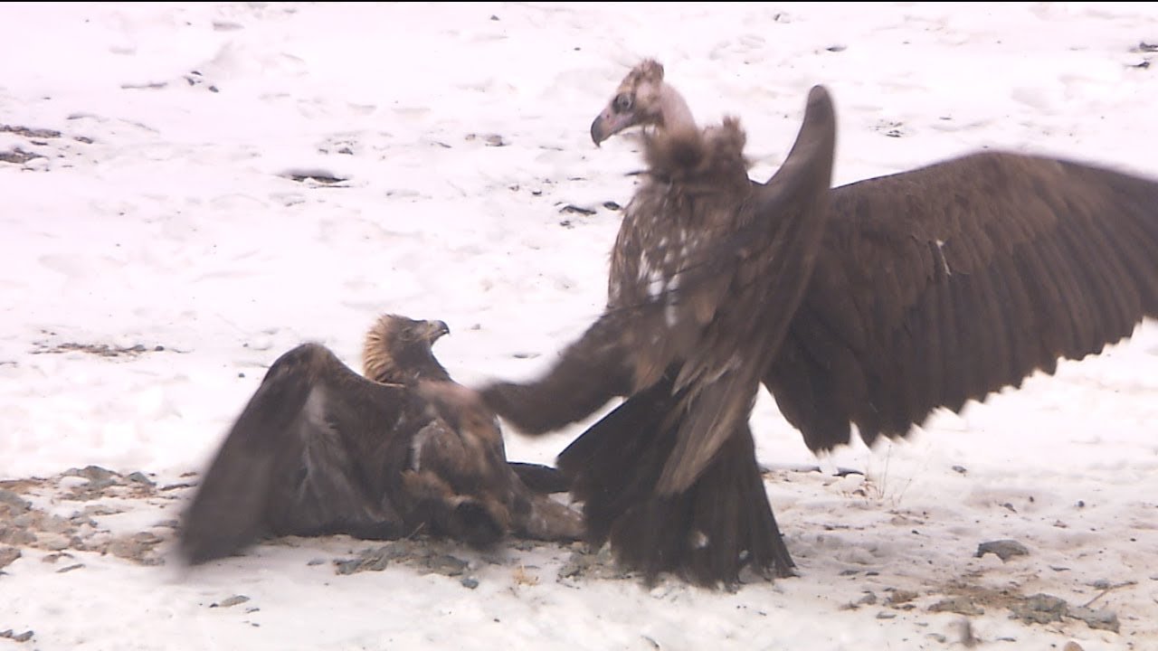 Vulture And Eagle Fight