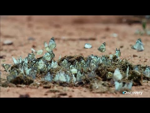 Опасные инсектициды - Москиты