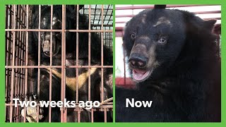 Rescued Bears Begin To Trust Carers After 20 Years On Bile Farm 😊 | Animals Asia