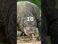 10 Animals That Could Defeat A Komodo Dragon #shorts