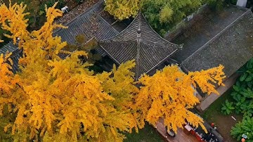 Witness the 1,400-year-old ginkgo tree in Xi’an