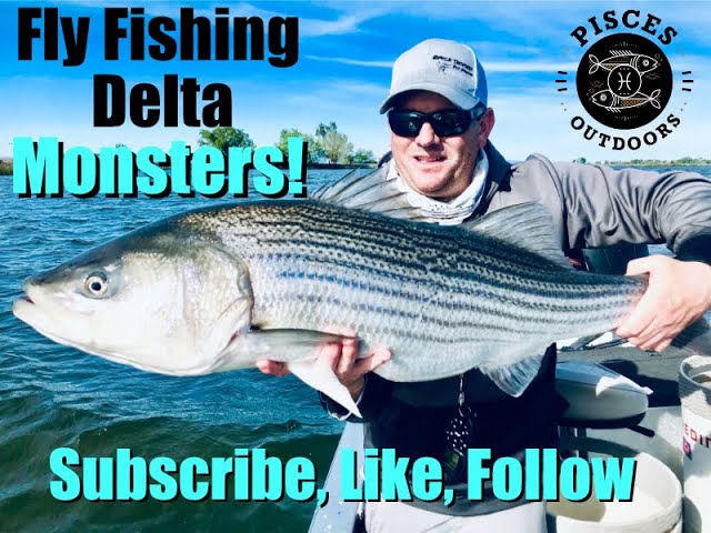 Monster Striped Bass Fly Fishing California Sacamento Delta Huge Striper  Trophy Fish On The Fly 