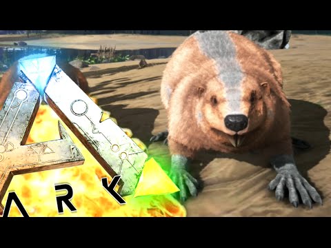 Ark add experience