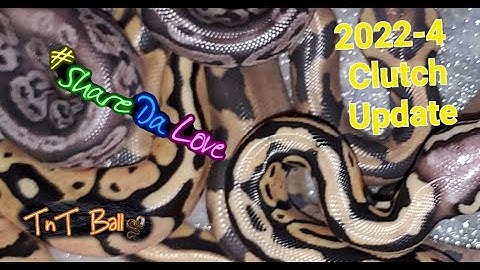 Black Pastel Pastel Vanilla × Leopard Enchi Pastel Clutch Update #snakes #ballpythons #tntballs