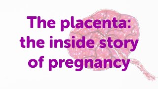 Minute Lecture - The placenta: the inside story of pregnancy