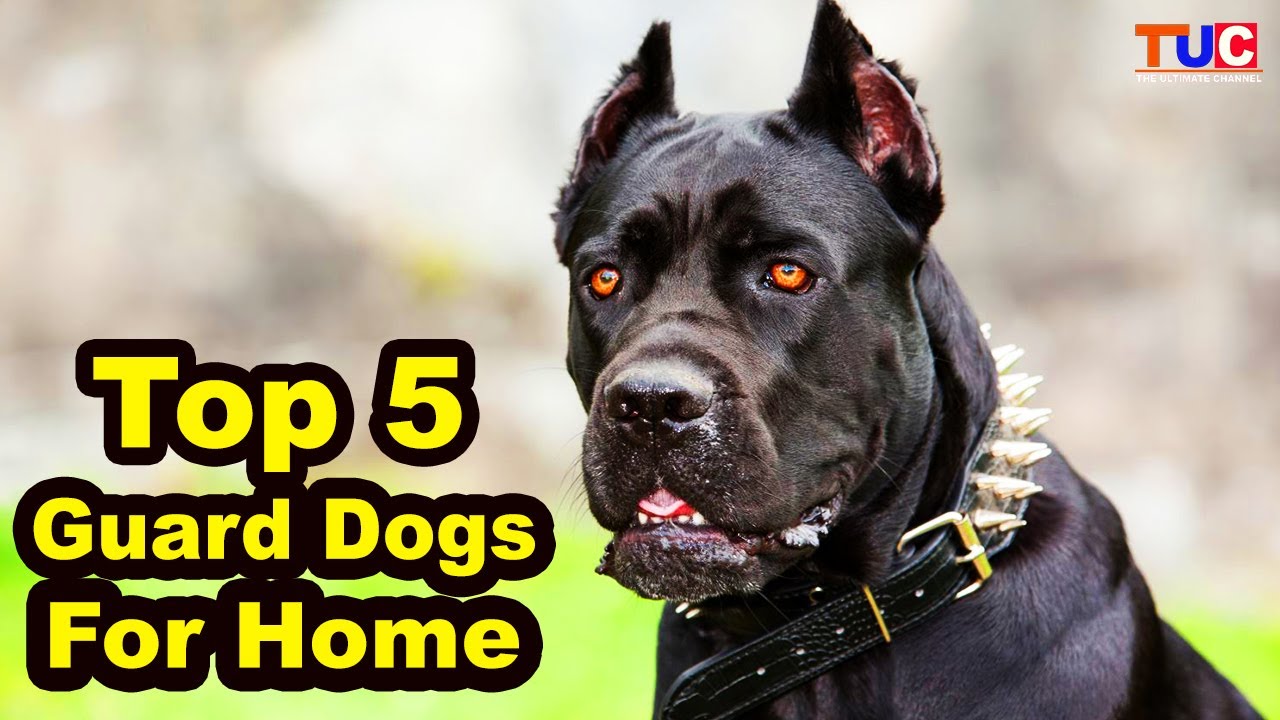 Top 5 Guard Dog Breeds For Home : Guard TUC - YouTube