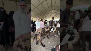 1 lake Andul Bakra #youtube #goat #youtubeshort #minivlog #mini #minivlogshorts #vlog #youtube