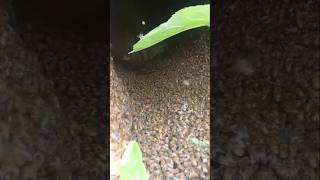 honey bees  box mai khud chli gyi #shortvideo #ideas #buggati #shorts #viral #subscribe
