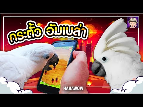 กระตั้วอัมเบลล่า รู้ก่อนเลี้ยง /Cockatoo