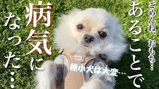 【病気??】おもちに異変があったので報告します。【チワポメ/カニンヘンダックス】