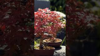 The True Age Of A Tree In Bonsai