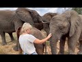 Adine is Surrounded by Khanyisa, Timisa & All the Elephants as they Investigate Her Grazed Knee