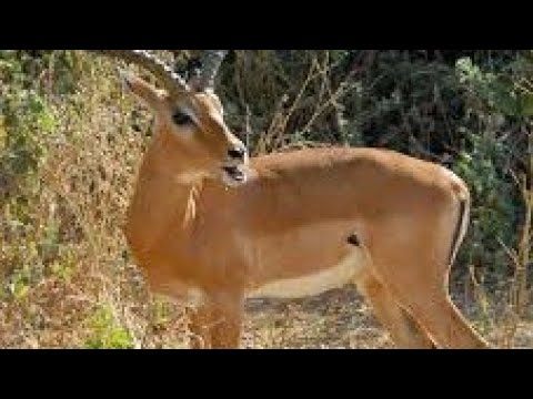 Video: Swala Impala: sifa za mnyama