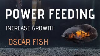 How to make Oscar fish grow FAST  Power Feeding