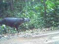 Lowland tapir vs Ez Go!