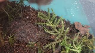 Rubber Ducky Isopods