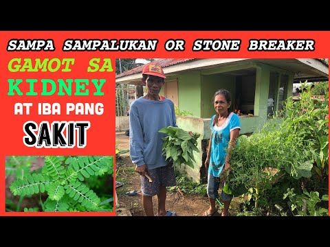 SAMPA SAMPALUKAN GAMOT SA KIDNEY AT IBA PANG SAKIT|THE HEALTH BENEFITS OF STONE BREAKER