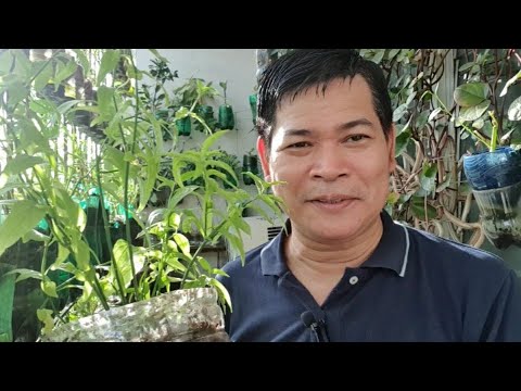 SNAKE GRASS HALAMANG GAMOT SA CANCER, TUMOR, NATUKLAW NG AHAS AT IBA PA (with ENG sub)