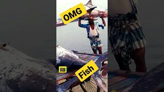 Wow Fish 