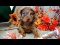 Miniature Dachshund Puppies For Sale Near Me