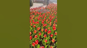 Tulip gardens in Netherlands | Keukenhof Tulip Gardens (Amsterdam, Holland) #shorts 😀😂👌❤️😍