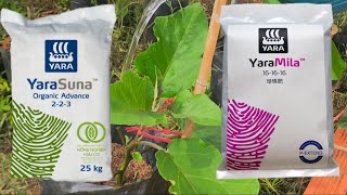 Balancing the Eggplant Fertilizer Test – Adjusting Chemical to Match Organic