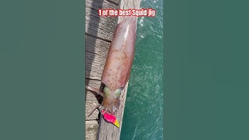 🇦🇺#shorts Mồi tôm giả CÂU MỰC ỐNG tốt nhất| The best SQUID JIG top 2 #pink