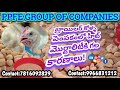 బ్రాయిలర్ కోళ్ళ పెంపకంలో హీట్ మొర్టాలిటీకి గల కారణాలు!#ppfegroupofcompanies #ppfhatcheries #broiler