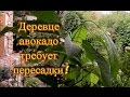 Чудо деревце авокадо! Как пересадить дерево авокадо?