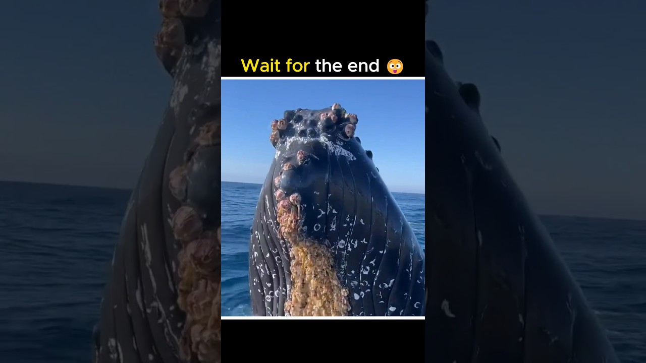 Whale barnacles | yeh kya chipka hai whales ki body par #shorts