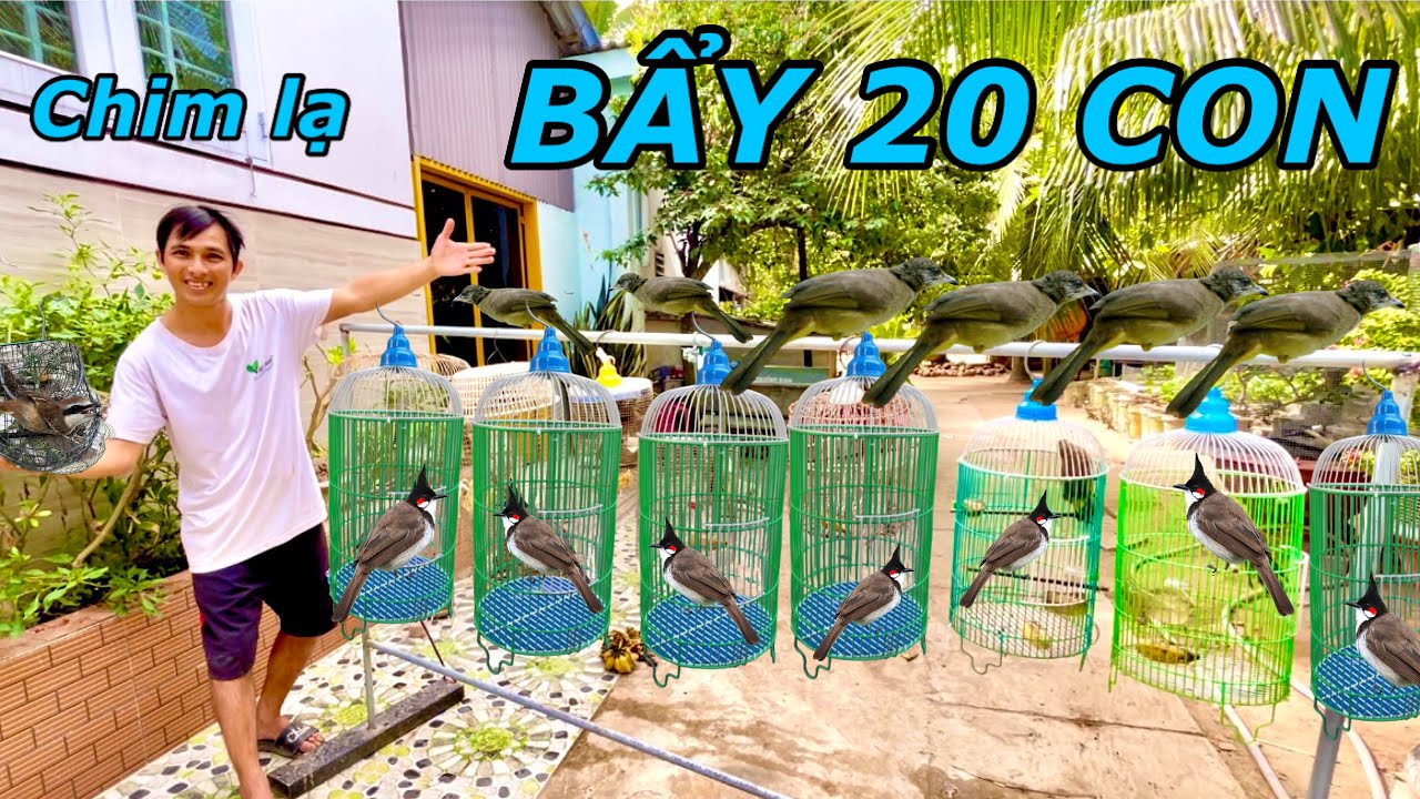 Thử Thách Một Ngày Bẩy 20 Con Chim Chào Mào # Chim Trao Trảo Về Làm Chim Cảnh |ATK