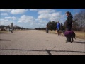 Group Dog Training- A Balanced Dog LLC Group Dog Training- A Balanced Dog LLC