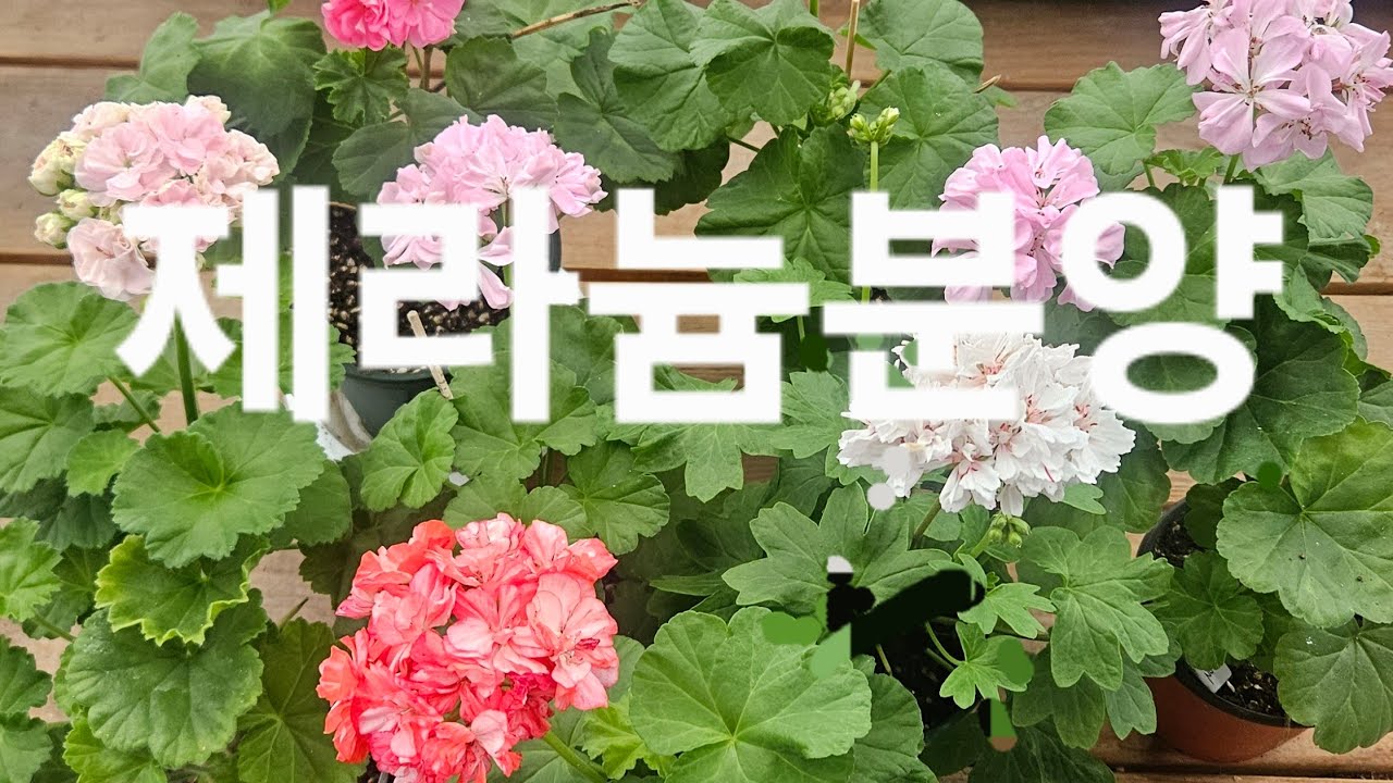 2026년2/26(주문주세요~택배화요일보냅니다~제라늄개별분양(#러시아 #k제라#스텔라#리갈