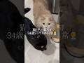 猫2匹と暮らす男の在宅勤務ルーティン👨💼💻