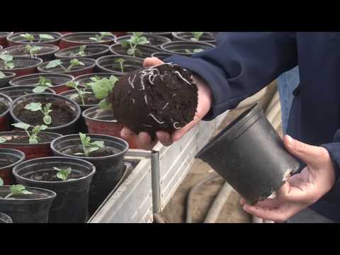 Video: Kako Uzgajati Ampulariju
