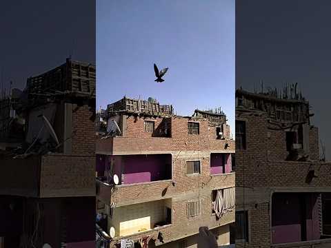 اتعلم ازاي تنش الحمام